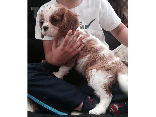 Κουτάβια Cavalier King Charles Spaniel.